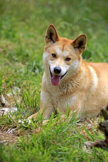 Dingo