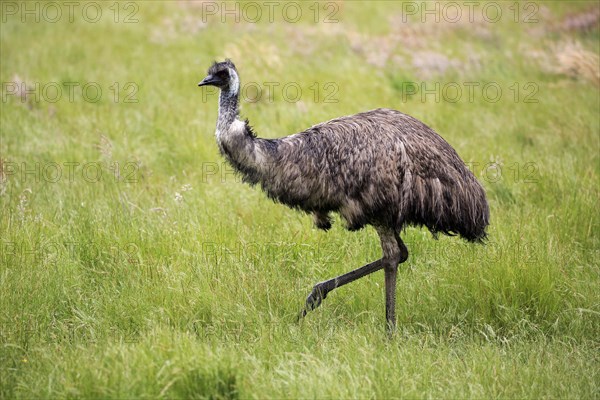 Emu