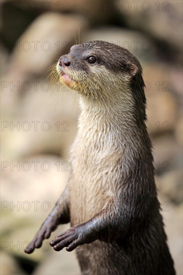 Oriental small clawed Otter