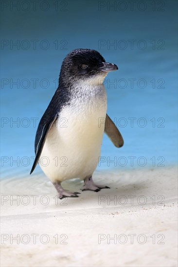 Little penguin