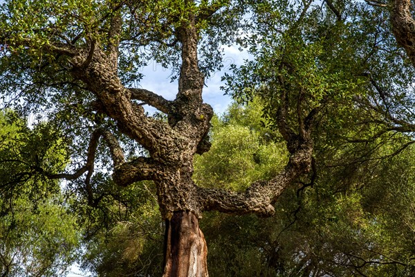 Cork oak in the archaeological site of Filitosa