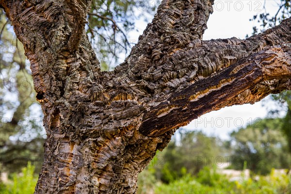 Cork oak in the archaeological site of Filitosa