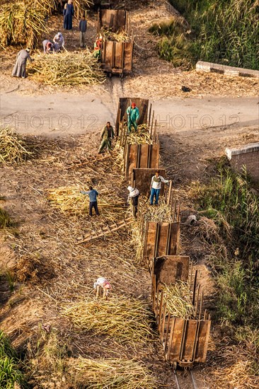 Sugar cane harvest