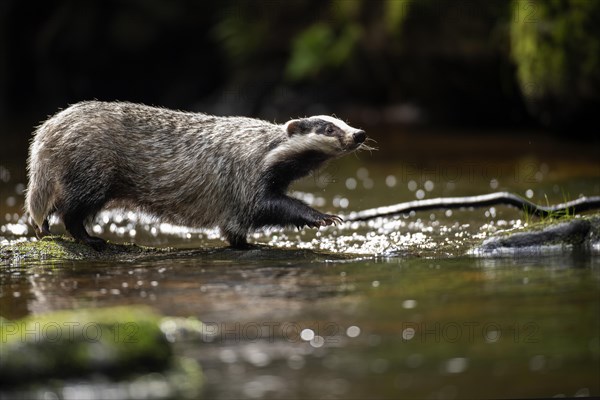 European badger