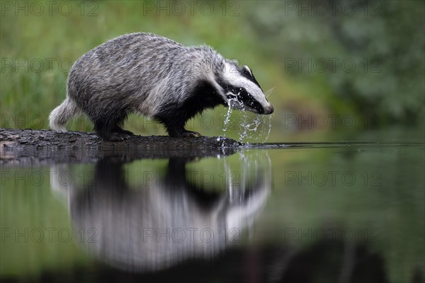 European badger