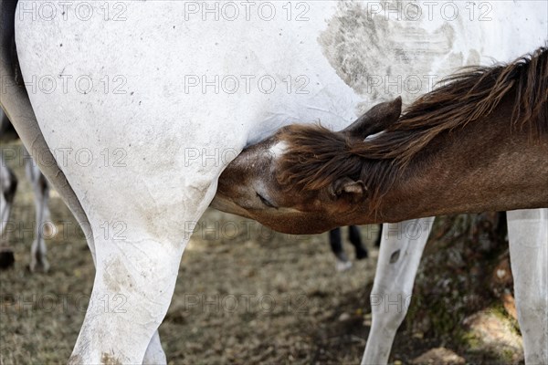 Arabian chestnut filly suckling