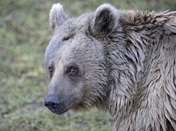 Syrian brown bear