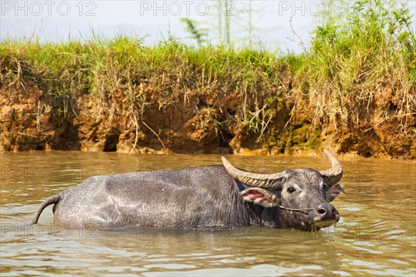 Water buffalo in the Nam Pilu River