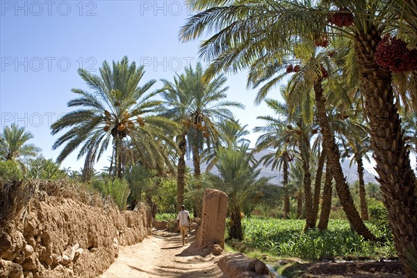 Date palms in an oasis in the Draa Valley