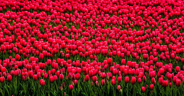 Flowering tulip fields