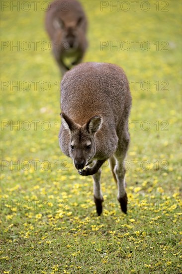 Bennett Wallaby