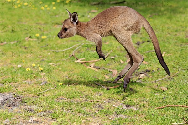 Kangaroo Island Kangaroo