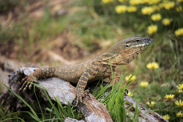 Rosenberg's Monitor