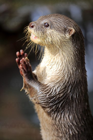 Oriental small clawed Otter