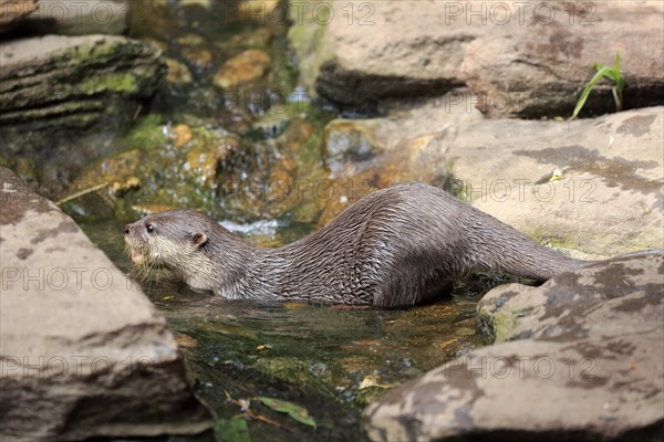 Oriental small clawed Otter