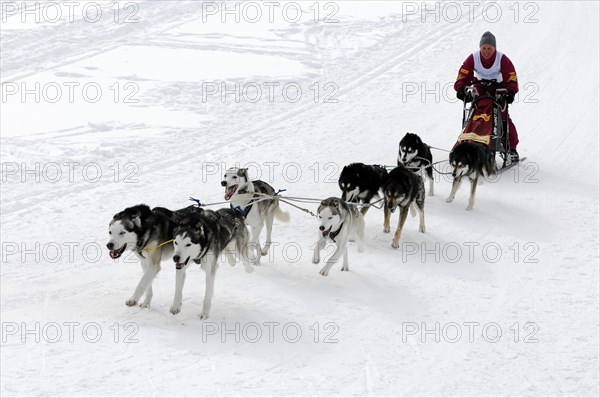 Musher with sled dog team