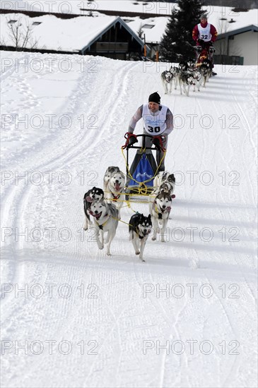 Musher with sled dog team