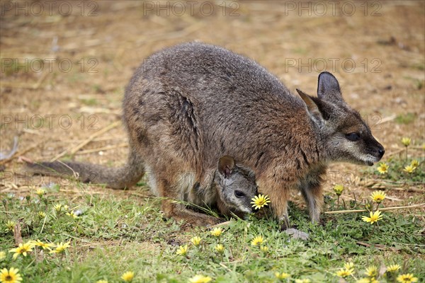 Tammar Wallaby