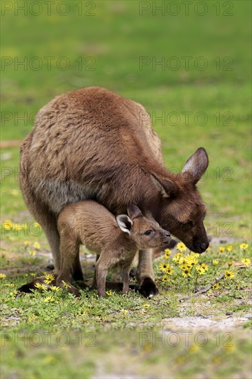 Kangaroo Island Kangaroo