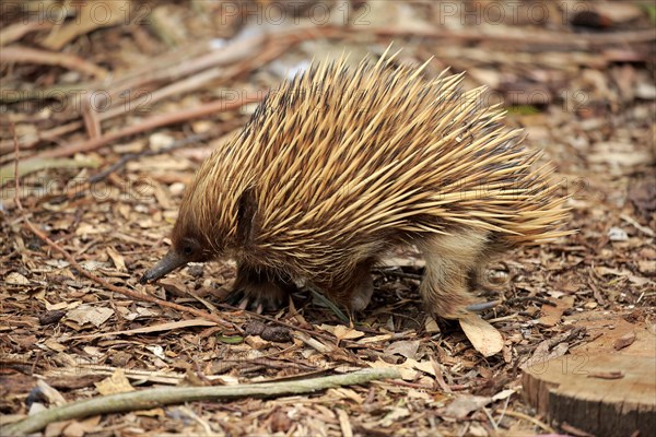 Short-billed Echidna