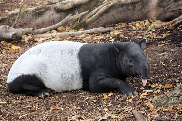 Malayan tapir