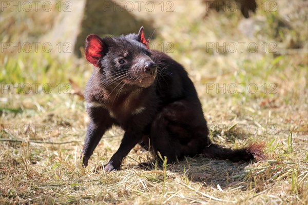 Tasmanian devil