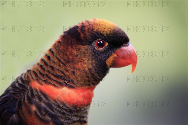 Black lorikeet