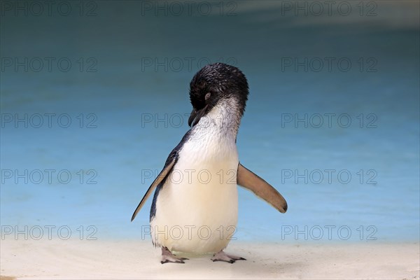 Little penguin