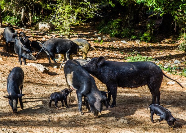 Semi-wild pigs in the rugged mountains