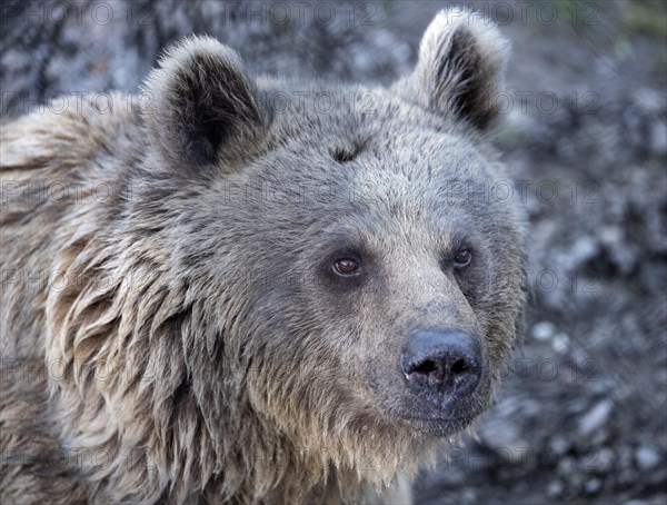 Syrian brown bear