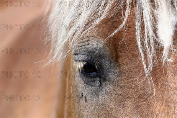 Eye close-up