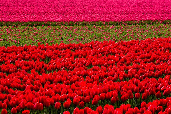 Flowering tulip fields