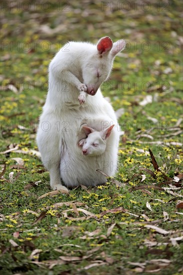 Bennett Wallaby