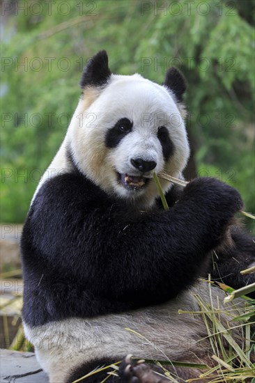 Giant panda