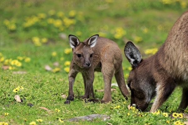 Kangaroo Island Kangaroo