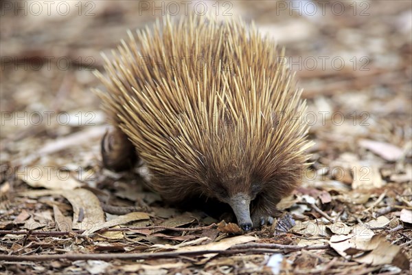 Short-billed Echidna