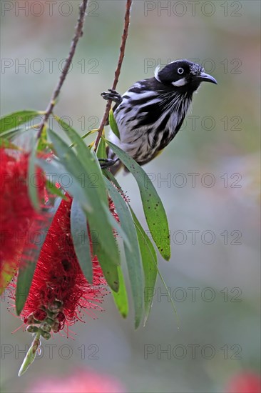 New Holland Honeyeater