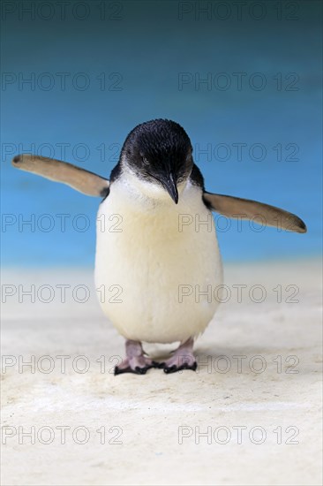 Little penguin