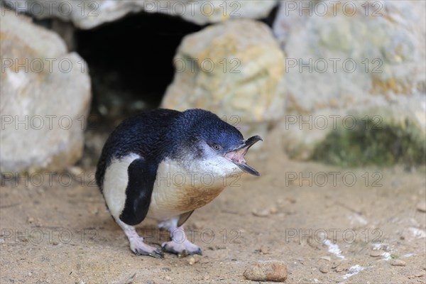 Little penguin