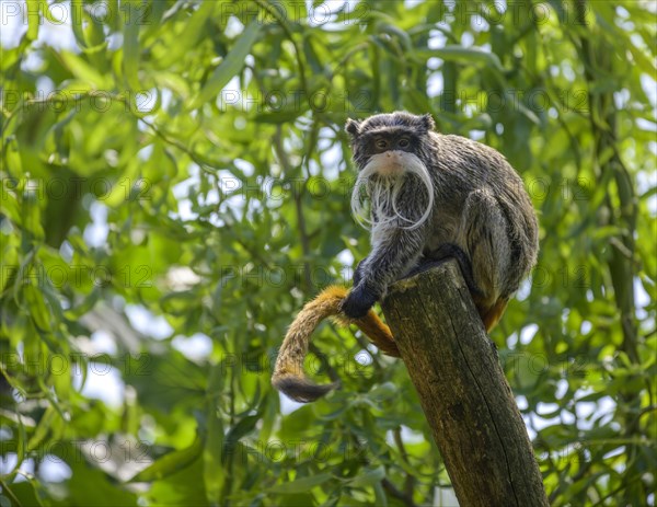 Emperortamarin