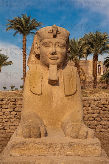 Avenue of the Sphinxes between Luxor Temple and Karank Temple