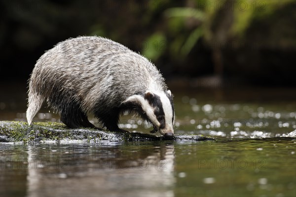 European badger