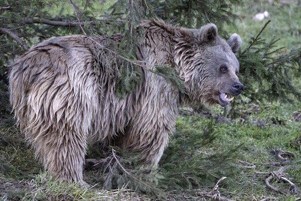 Syrian brown bear