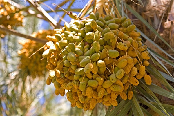 Dates in an oasis in the Draa Valley