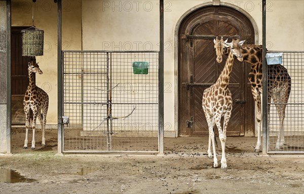 Kordofan giraffes