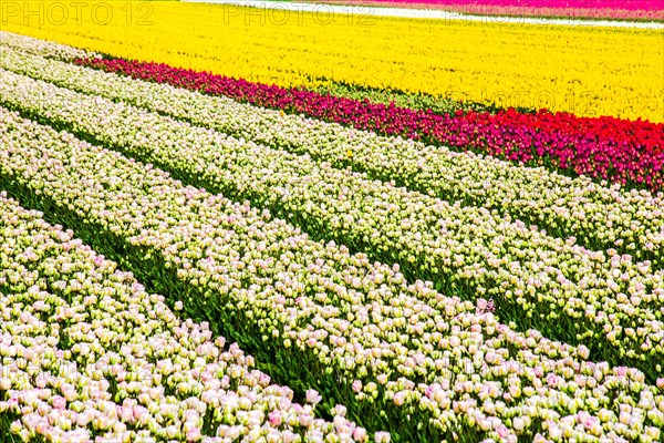 Flowering tulip fields