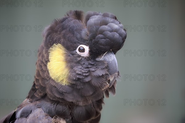 Yellow-tailed black cockatoo