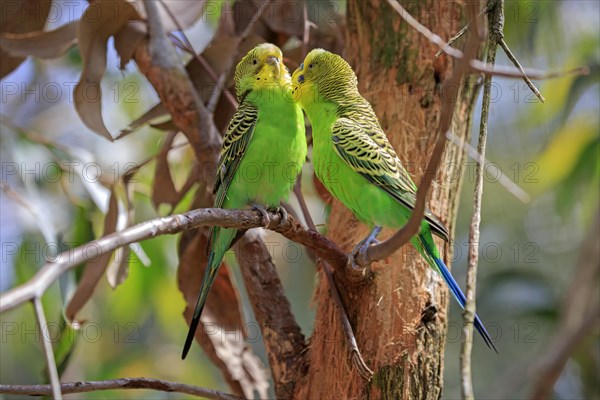 Budgerigar