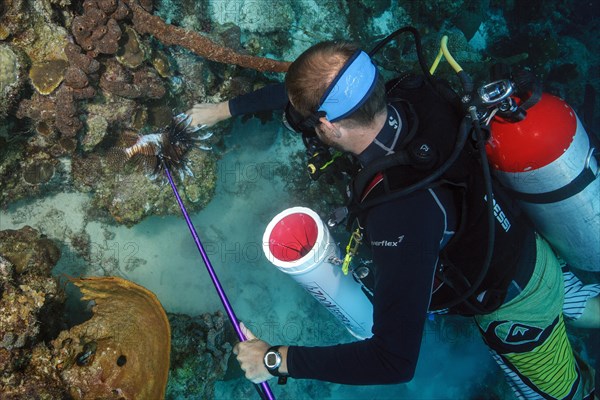 Diver licensed to hunt underwater takes invasive native fish species threatening common lionfish