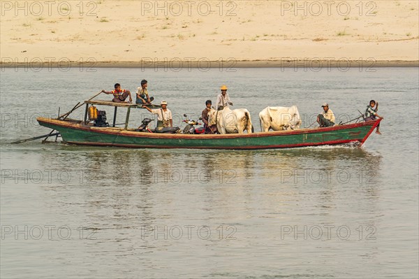 Transporting cattle on the Irrawaddy River